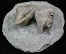 Pair Of Fossil Brachiopods (Platystrophia) - Indiana #25995-1
